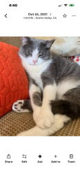 Lost Female Cat last seen Bridge street , Watsonville, CA 95076