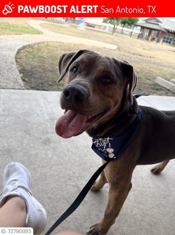 Lost Male Dog last seen Babcock and 1604, San Antonio, TX 78255