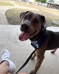Lost Male Dog last seen Babcock and 1604, San Antonio, TX 78255