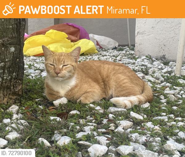 Found/Stray Female Cat last seen Riviera Isles, Miramar, FL 33025