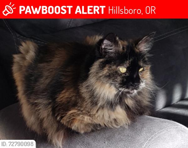 Lost Female Cat last seen Greenbrier apmts 1305 NE 105th Way, Hillsboro, OR 97006, Hillsboro, OR 97006