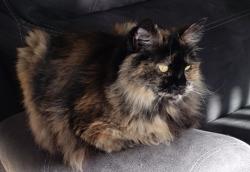 Lost Female Cat last seen Greenbrier apmts 1305 NE 105th Way, Hillsboro, OR 97006, Hillsboro, OR 97006