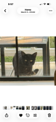 Found/Stray Unknown Cat last seen Secession , Charleston, SC 29412