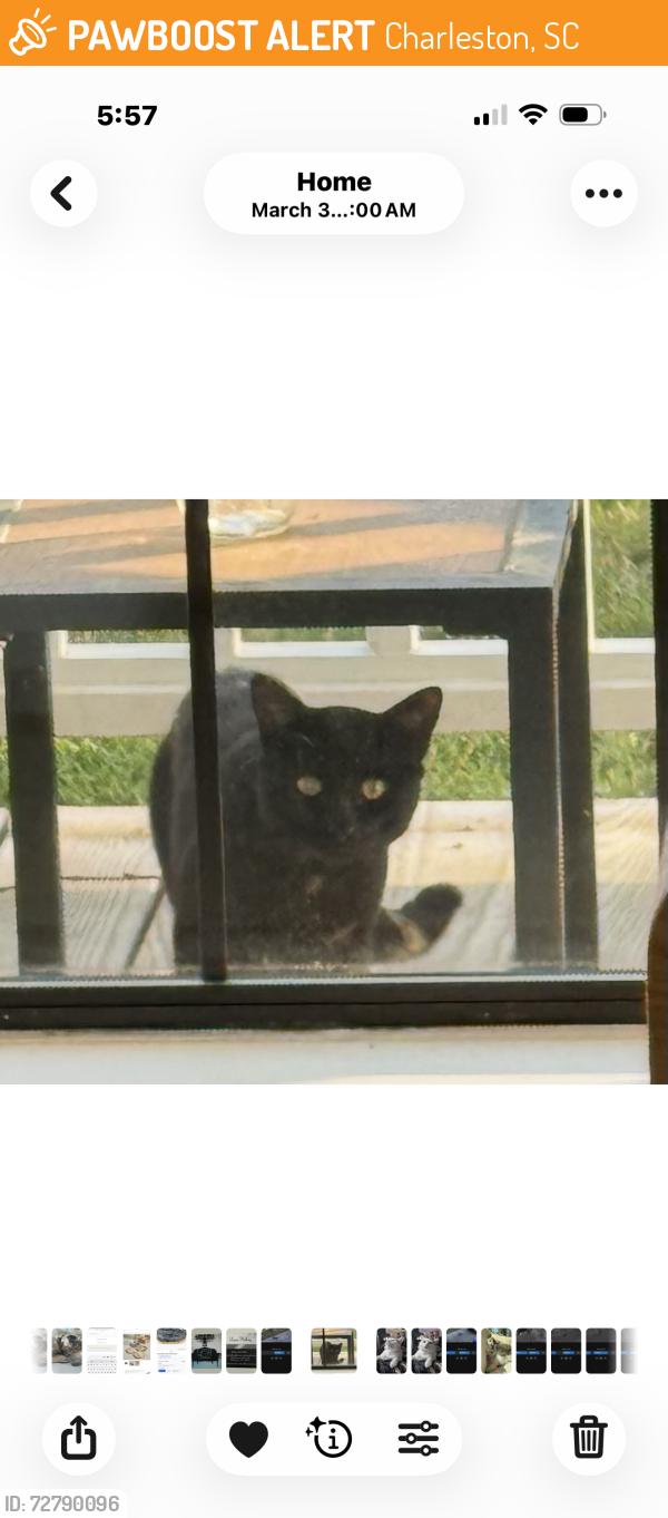 Found/Stray Unknown Cat last seen Secession , Charleston, SC 29412