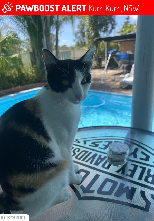 Lost Female Cat last seen Coronation St , Kurri Kurri, NSW 2327