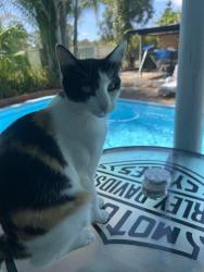 Lost Female Cat last seen Coronation St , Kurri Kurri, NSW 2327