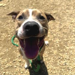 Shelter Stray Male Dog last seen , Philadelphia, PA 19140