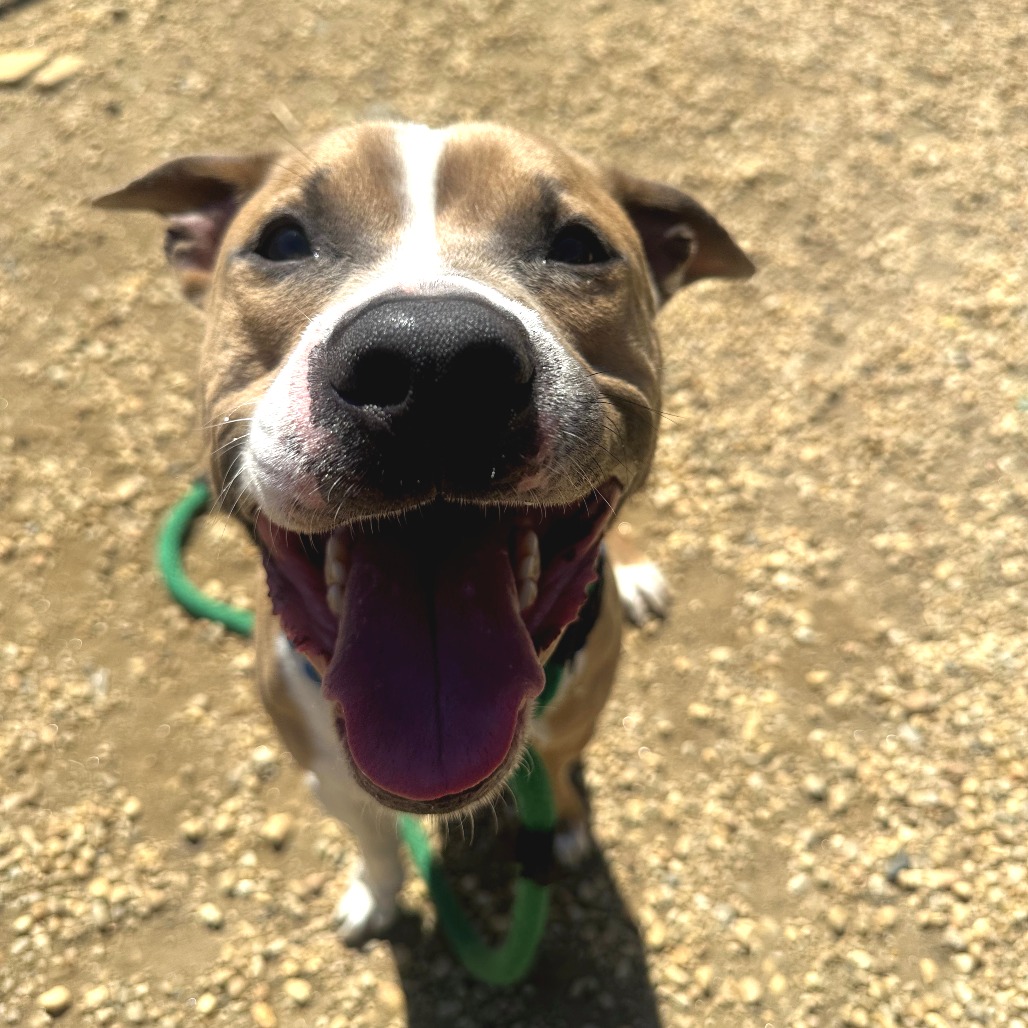 Shelter Stray Male Dog last seen , Philadelphia, PA 19140