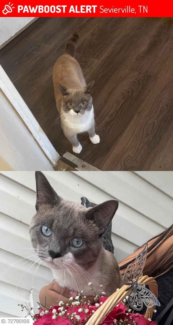 Lost Male Cat last seen Near Country Colonial St Sevierville, TN  37862, Sevierville, TN 37862