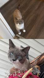 Lost Male Cat last seen Near Country Colonial St Sevierville, TN  37862, Sevierville, TN 37862