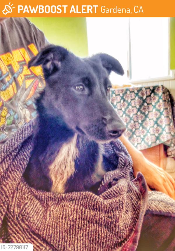 Found/Stray Female Dog last seen Near w Redondo Beach blvd gardena, Gardena, CA 90247