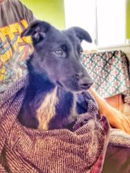 Found/Stray Female Dog last seen Near w Redondo Beach blvd gardena, Gardena, CA 90247
