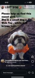 Lost Female Dog last seen Western, Santa Maria, CA 93458