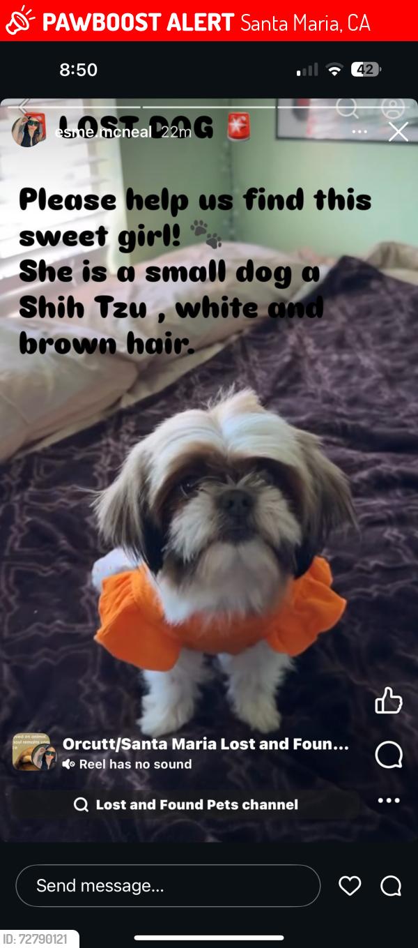 Lost Female Dog last seen Western, Santa Maria, CA 93458