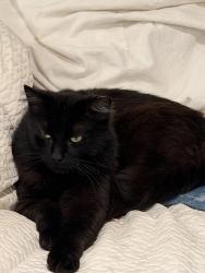 Lost Male Cat last seen mv library, Mill Valley, CA 94941