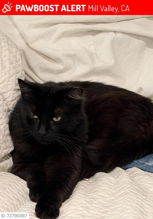 Lost Male Cat last seen mv library, Mill Valley, CA 94941