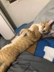 Lost Male Cat last seen Fulton Airport, Atlanta, GA 30336