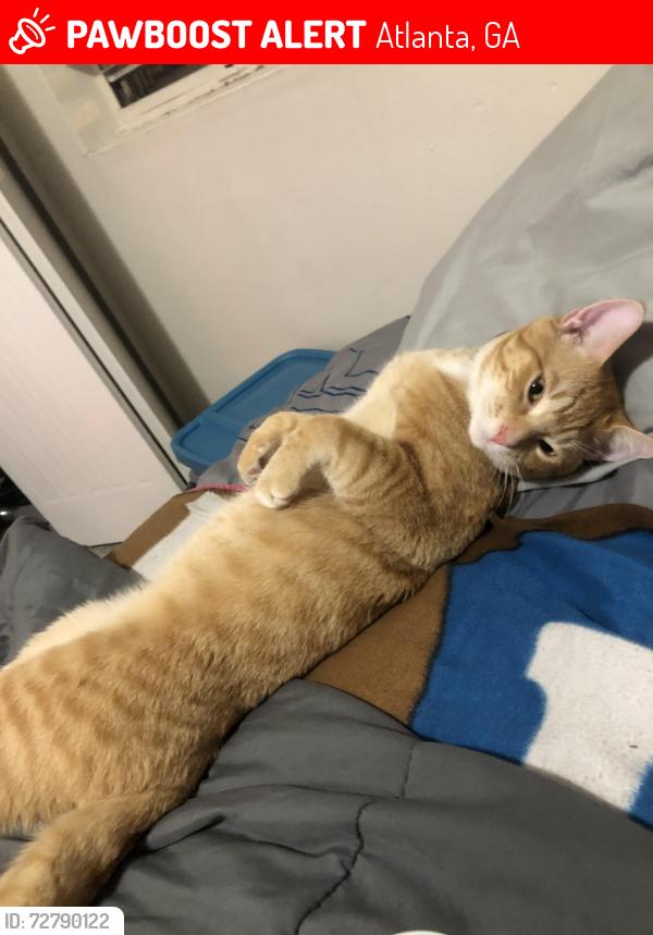 Lost Male Cat last seen Fulton Airport, Atlanta, GA 30336