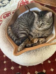 Lost Male Cat last seen Arlington and Southampton , Berkeley, CA 94707