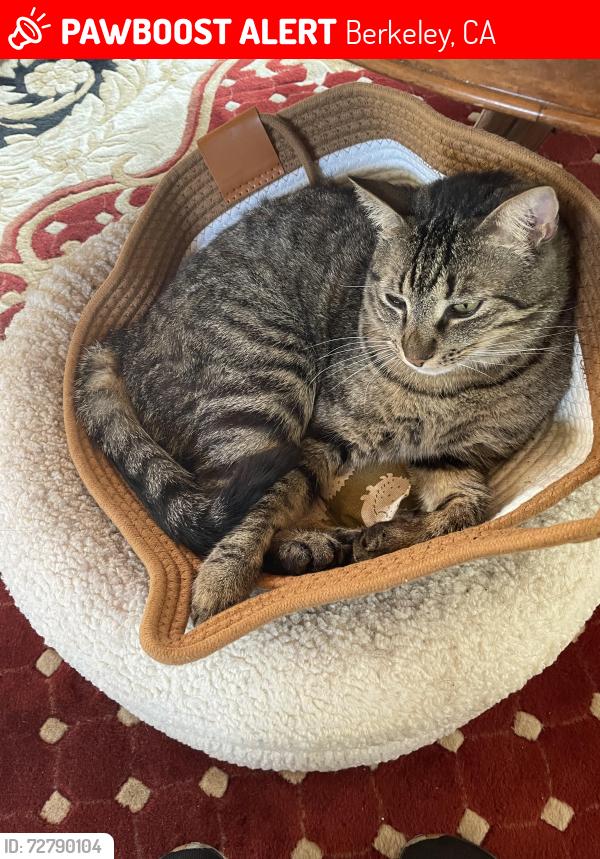 Lost Male Cat last seen Arlington and Southampton , Berkeley, CA 94707