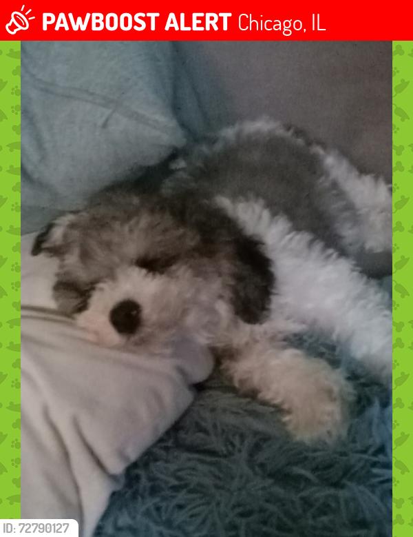 Lost Male Dog last seen Halsted, Chicago, IL 60609