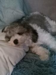 Lost Male Dog last seen Halsted, Chicago, IL 60609