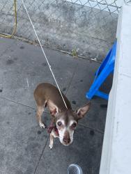 Found/Stray Male Dog last seen Valley 710 freeway taco stand, Los Angeles, CA 90032