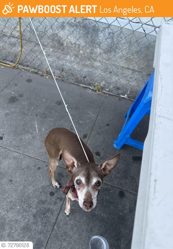Found/Stray Male Dog last seen Valley 710 freeway taco stand, Los Angeles, CA 90032