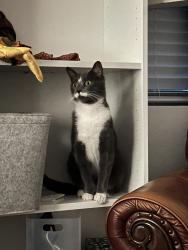 Found/Stray Female Cat last seen W Bobier Ave, Vista, CA 92083