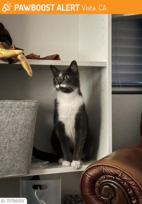 Found/Stray Female Cat last seen W Bobier Ave, Vista, CA 92083