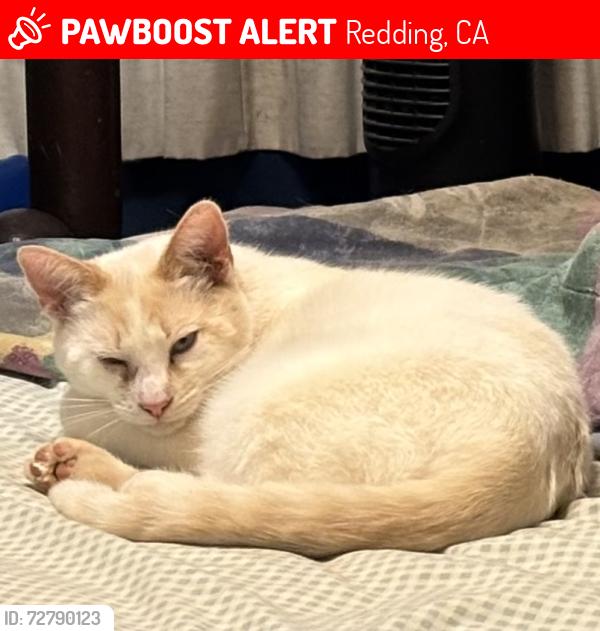 Lost Male Cat last seen Beci , Redding, CA 96002