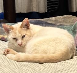 Lost Male Cat last seen Beci , Redding, CA 96002