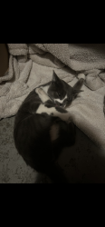 Found/Stray Unknown Cat last seen 14th St NW, Spring Rd NW, Washington, DC 20010