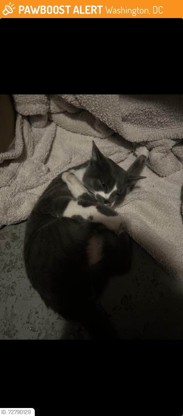 Found/Stray Unknown Cat last seen 14th St NW, Spring Rd NW, Washington, DC 20010