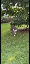 Lost Male Cat last seen Terhune Ave and Dakota St, Passaic, NJ 07055
