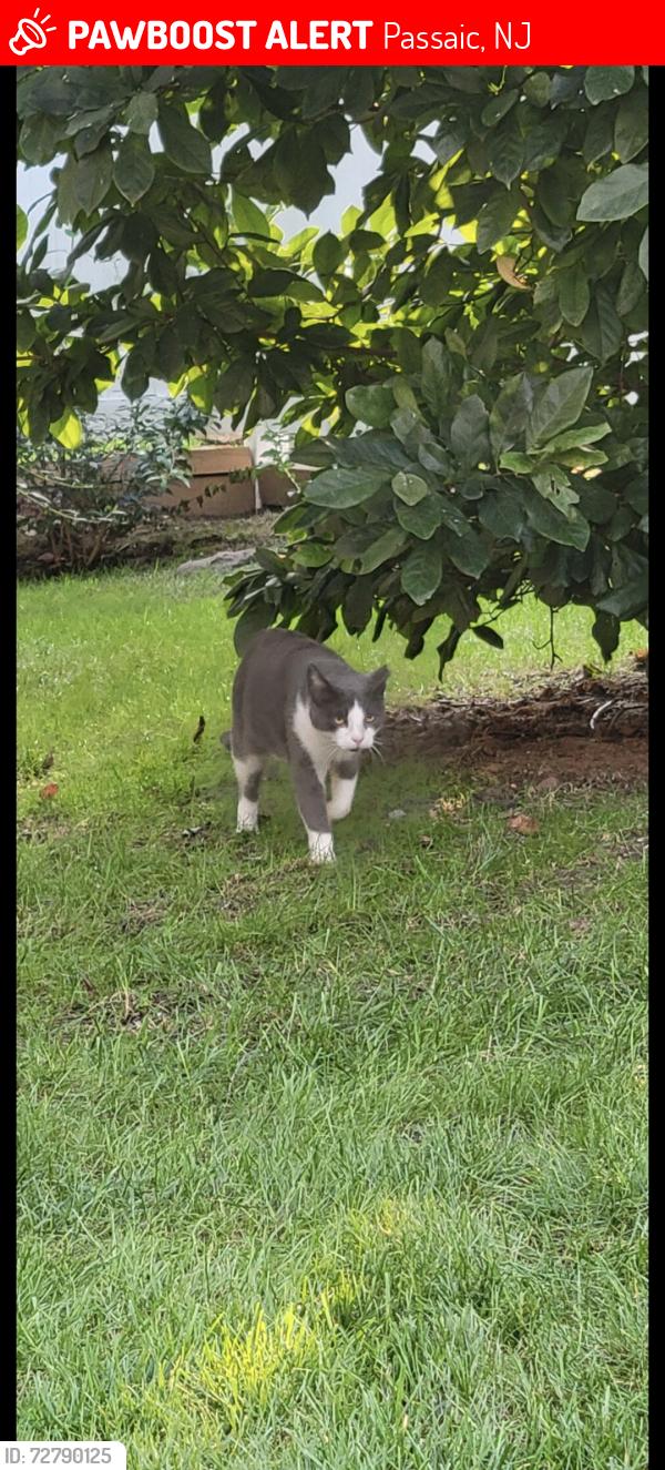 Lost Male Cat last seen Terhune Ave and Dakota St, Passaic, NJ 07055