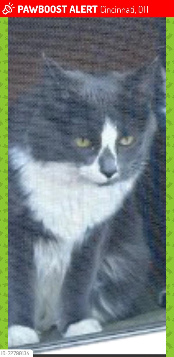 Lost Female Cat last seen Our Lady of the Visitation School, Kaluga Park, and a creek, Cincinnati, OH 45233