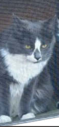 Lost Female Cat last seen Our Lady of the Visitation School, Kaluga Park, and a creek, Cincinnati, OH 45233