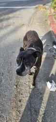 Found/Stray Male Dog last seen Messina Dr and Knights Bridge road, San Jose, CA 95132