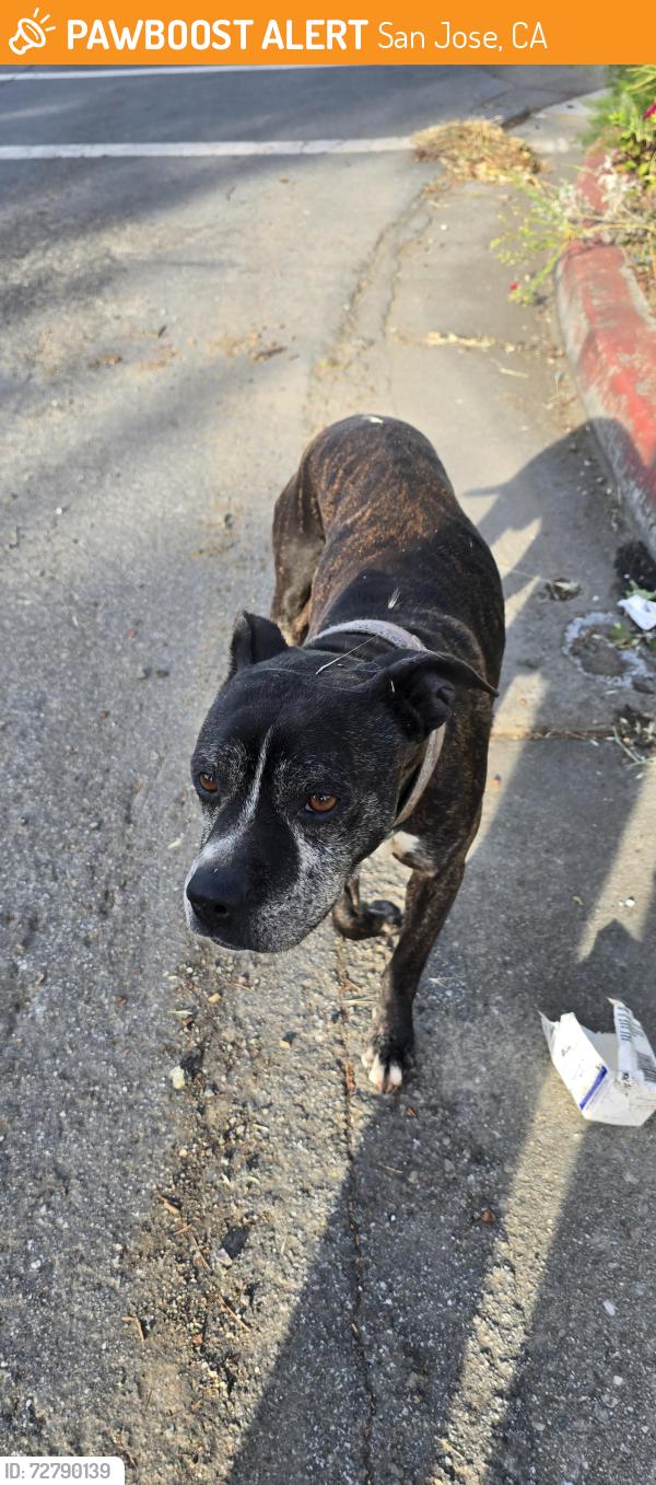 Found/Stray Male Dog last seen Messina Dr and Knights Bridge road, San Jose, CA 95132