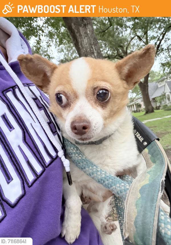 Found/Stray Female Dog last seen Gessner/Barryknoll - Memorial Cuty Mall area, Houston, TX 77024