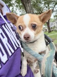 Found/Stray Female Dog last seen Gessner/Barryknoll - Memorial Cuty Mall area, Houston, TX 77024