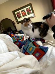 Lost Female Cat last seen South side of Crooked Lake, Coon Rapids, MN, Minneapolis, MN 55448