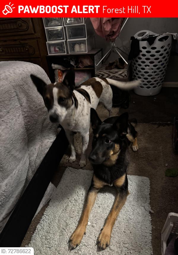 Lost Female Dog last seen Forest Hill Drive and Shamrock Lane, Forest Hill, TX 76119