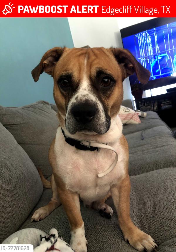 Lost Male Dog last seen Crowley Road and Arthur Drive , Edgecliff Village, TX 76134