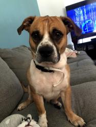 Lost Male Dog last seen Crowley Road and Arthur Drive , Edgecliff Village, TX 76134