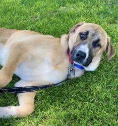 Shelter Stray Male Dog last seen Near BLOCK MARCEL DR, TEHACHAPI CA 93561, Bakersfield, CA 93308