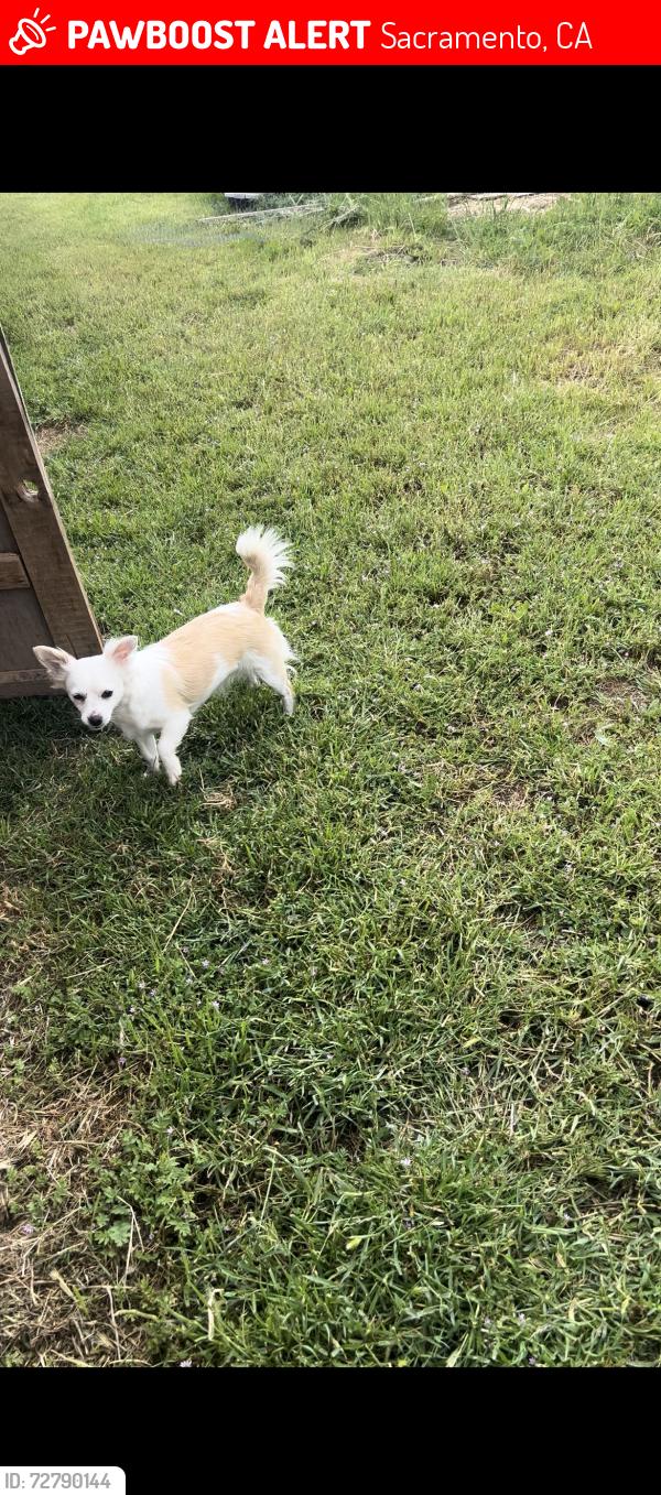 Lost Female Dog last seen Truxel and el Camino, Sacramento, CA 95834