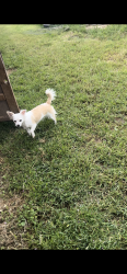 Lost Female Dog last seen Truxel and el Camino, Sacramento, CA 95834