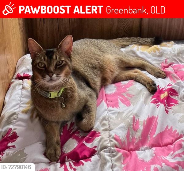 Lost Male Cat last seen Bushlark Place Greenbank, Greenbank, QLD 4124